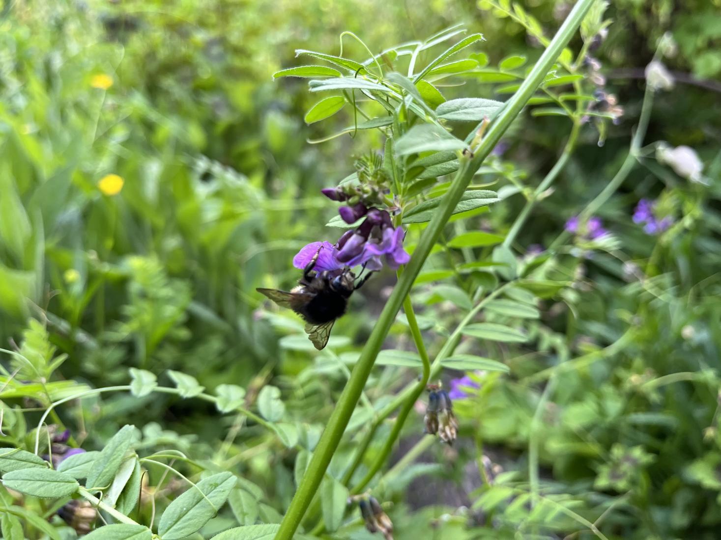 Bombus humilis/ muscorum/ pascuorum-Gruppe