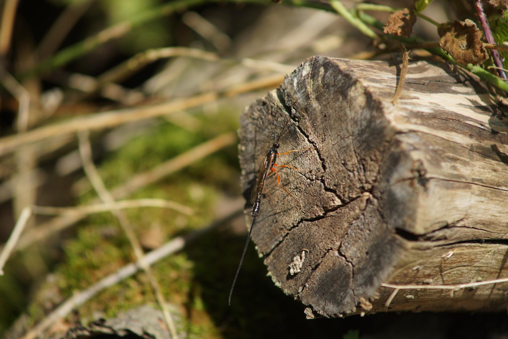 Riesenschlupfwespe