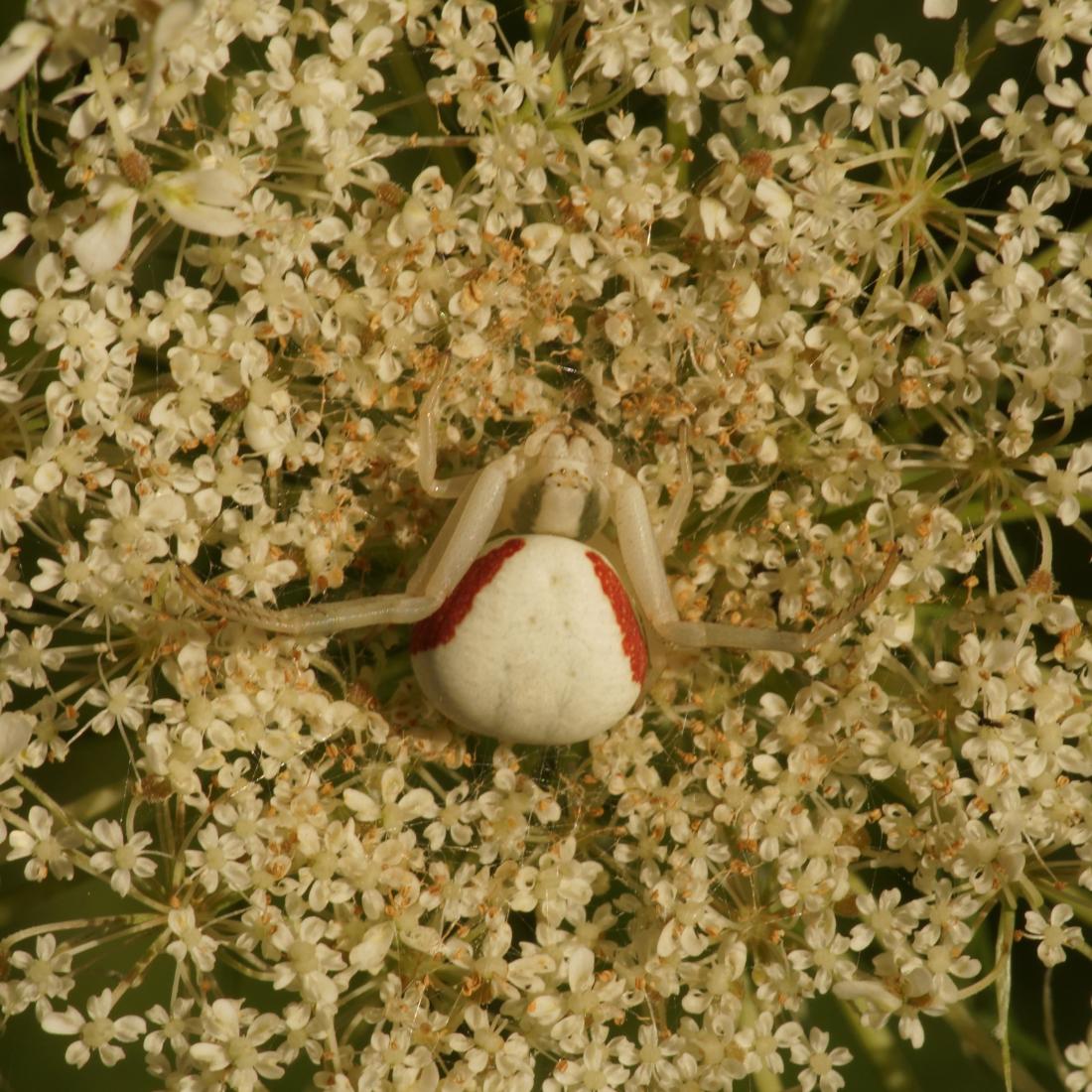 Veränderliche Krabbenspinne