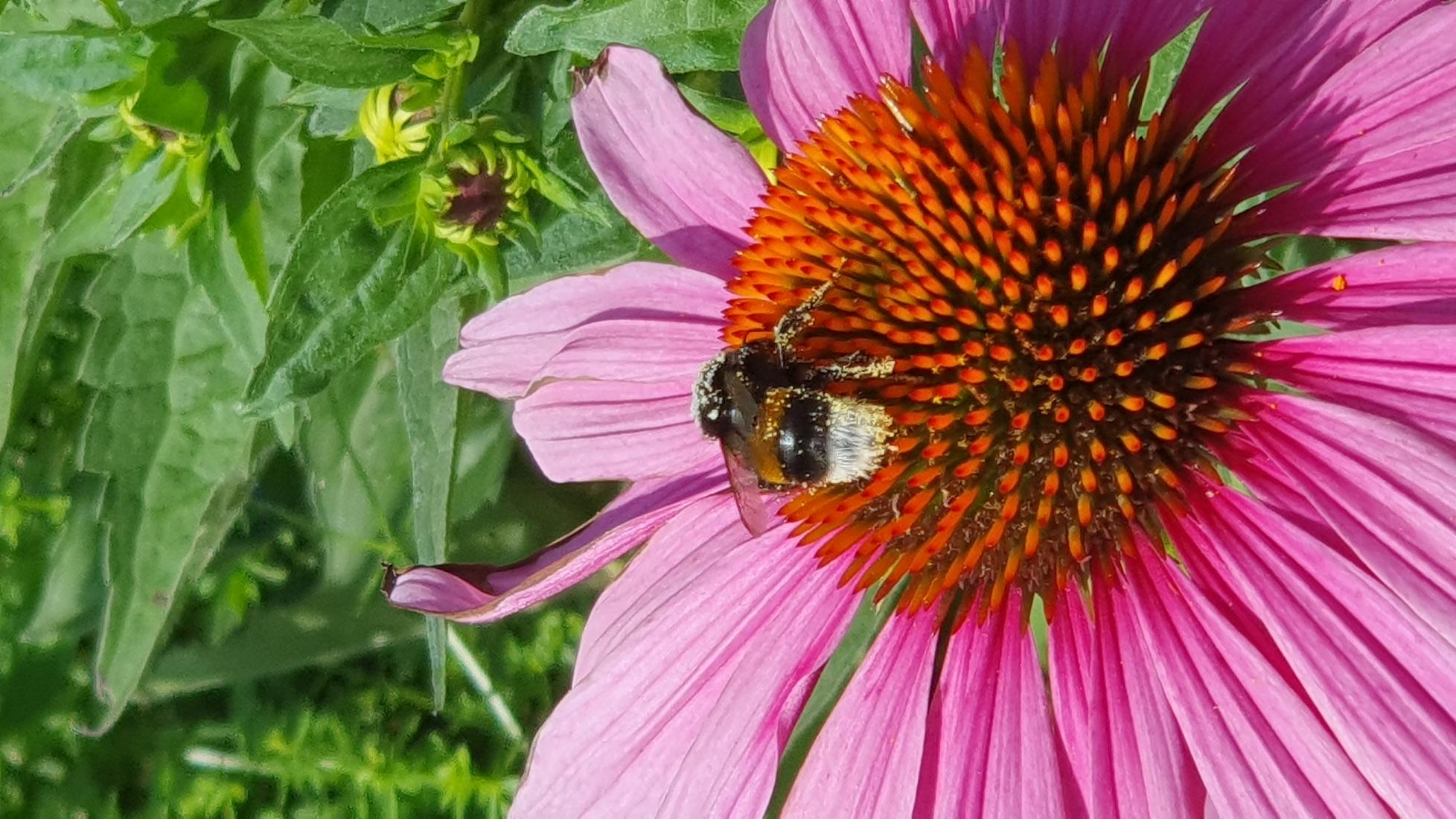 Dunkle Erdhummel 