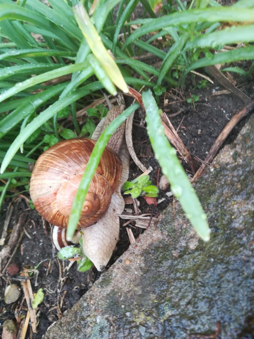 Weinbergschnecke