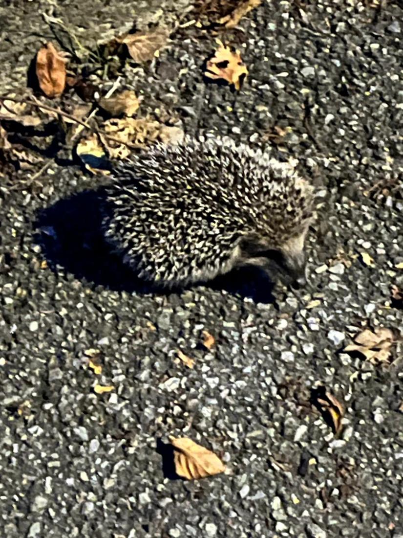 Igel