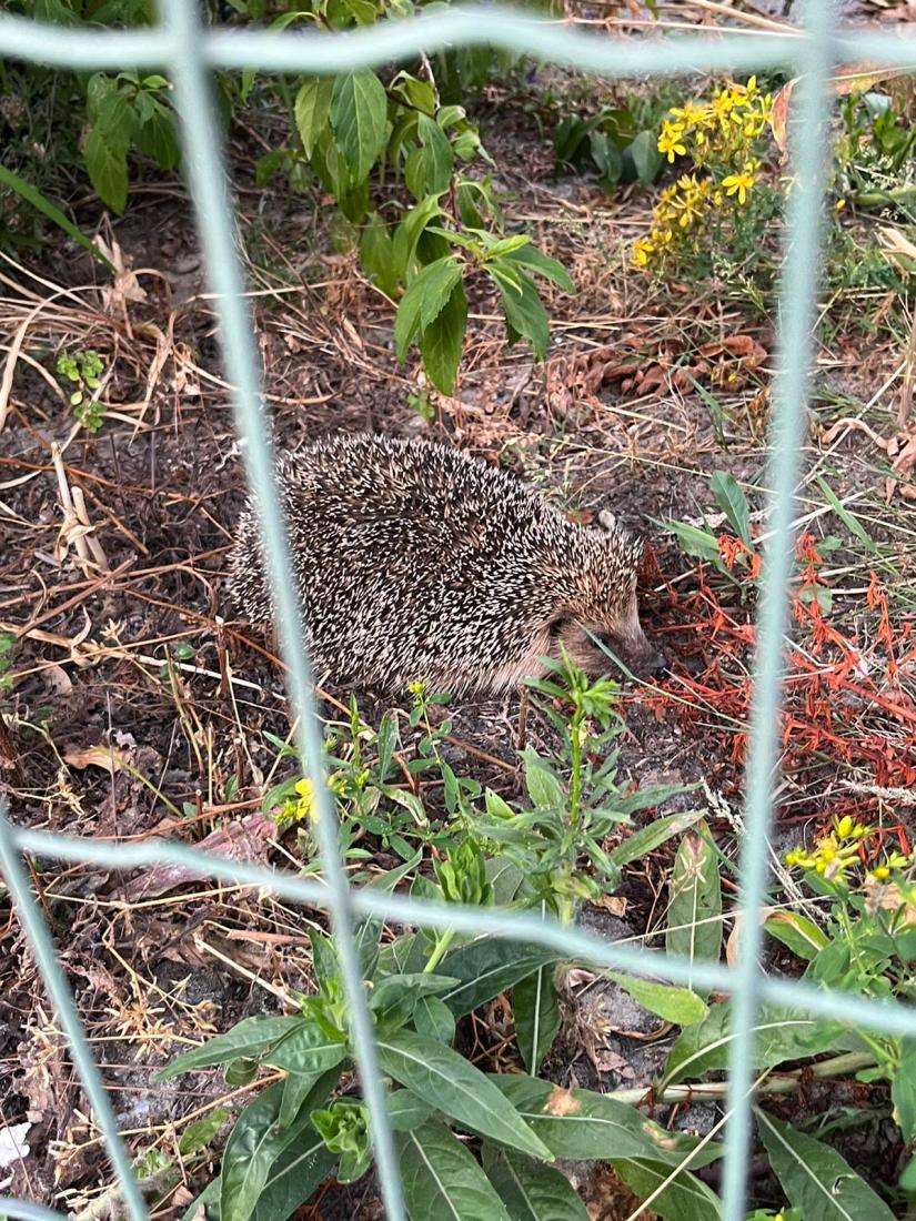 Igel