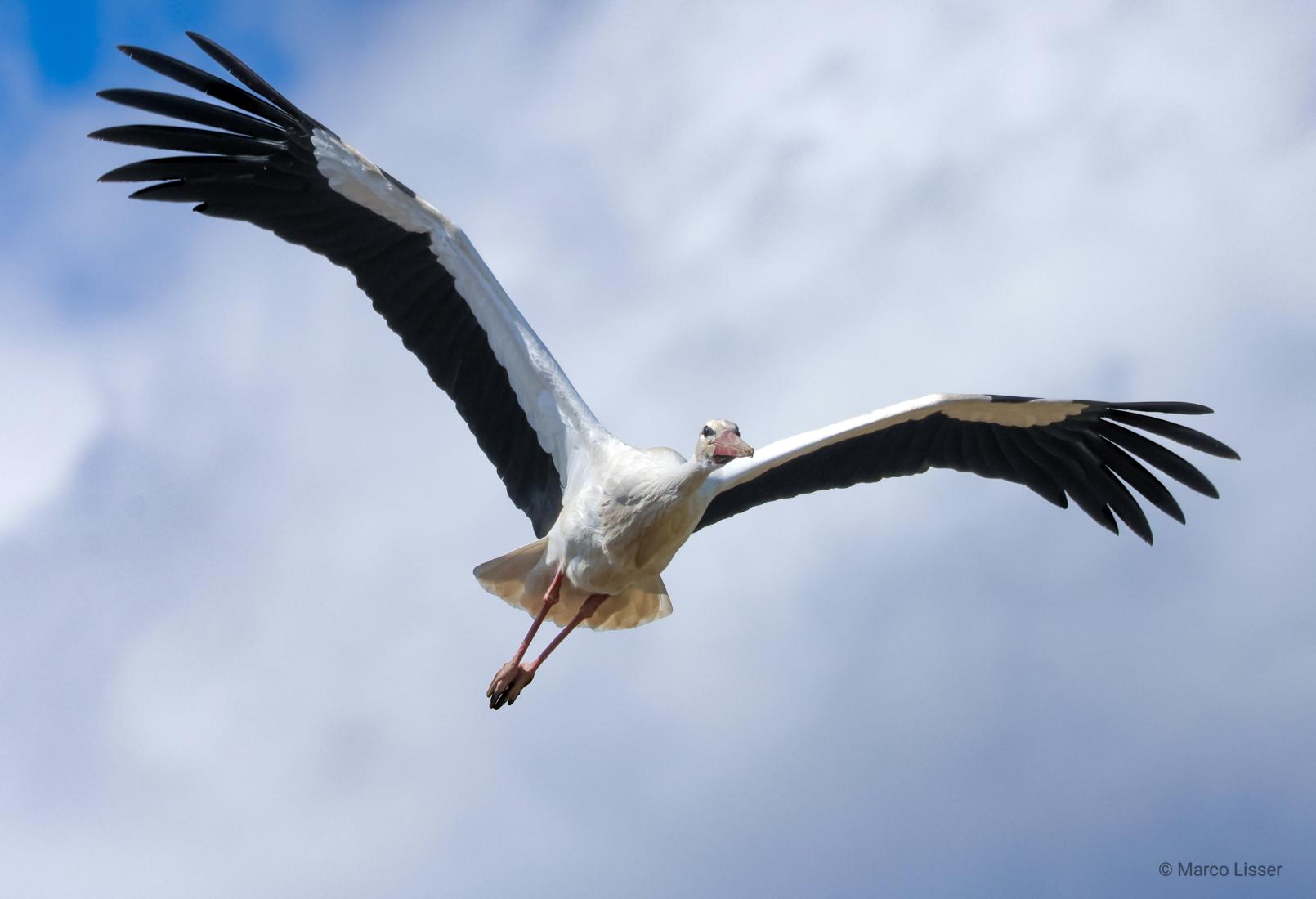 Weissstorch