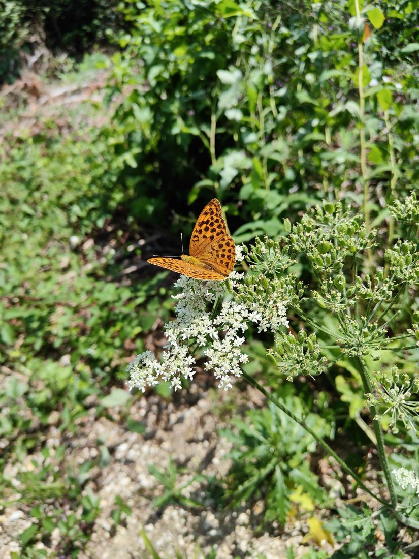 Schmetterling