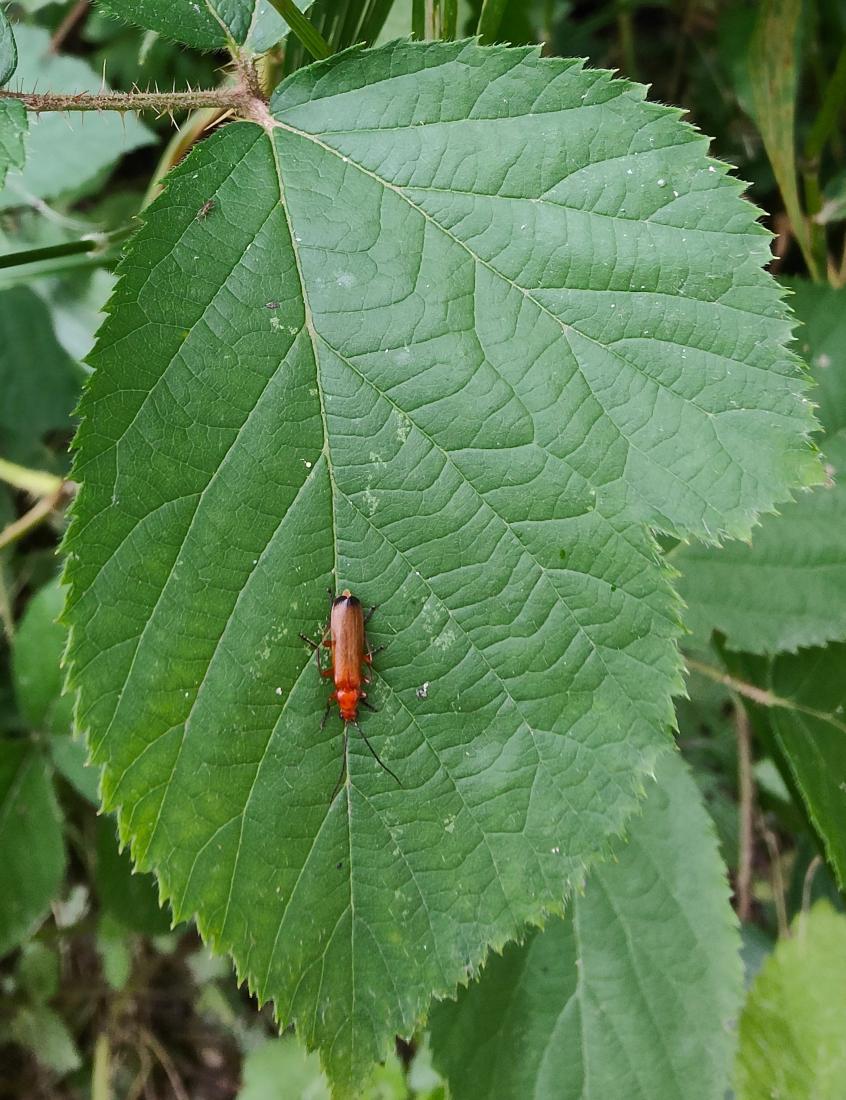 Roter Weichkäfer