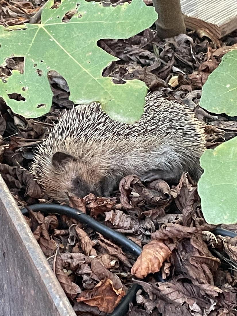 Igel