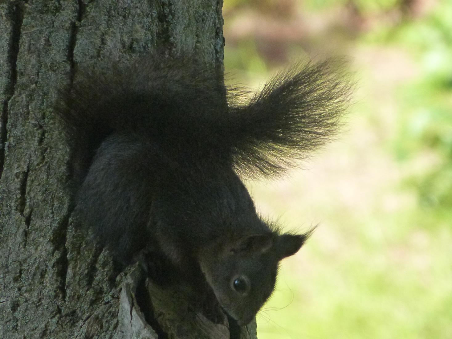 Eichhörnchen