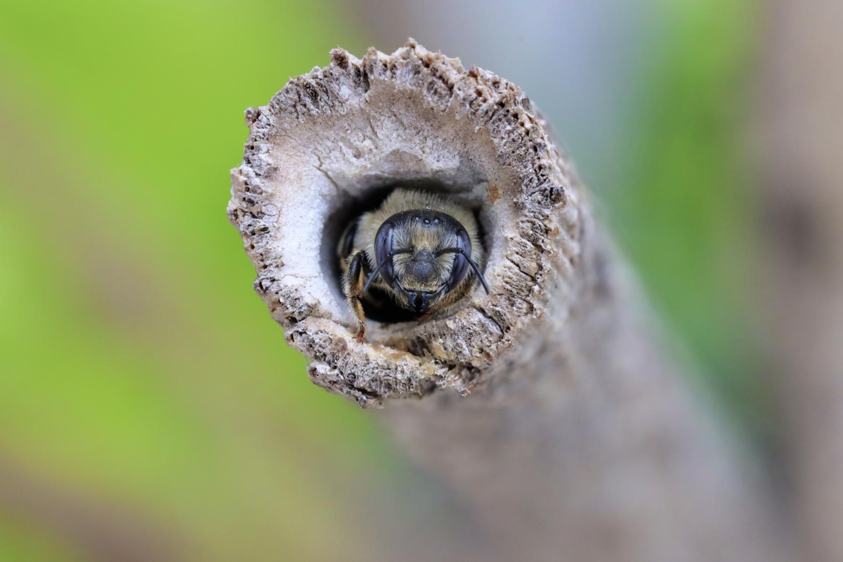 Hoplitis tridentata