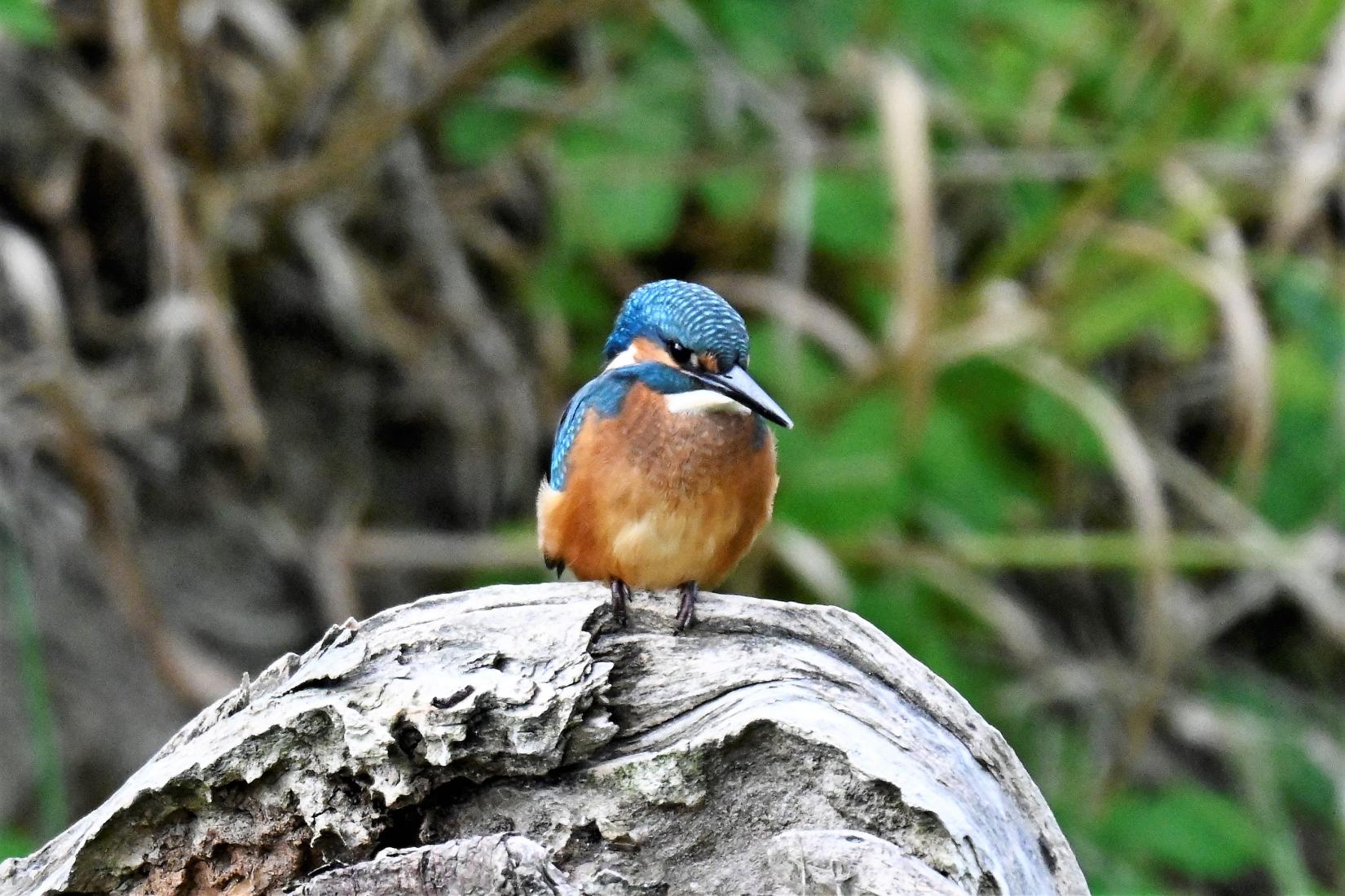 Eisvogel