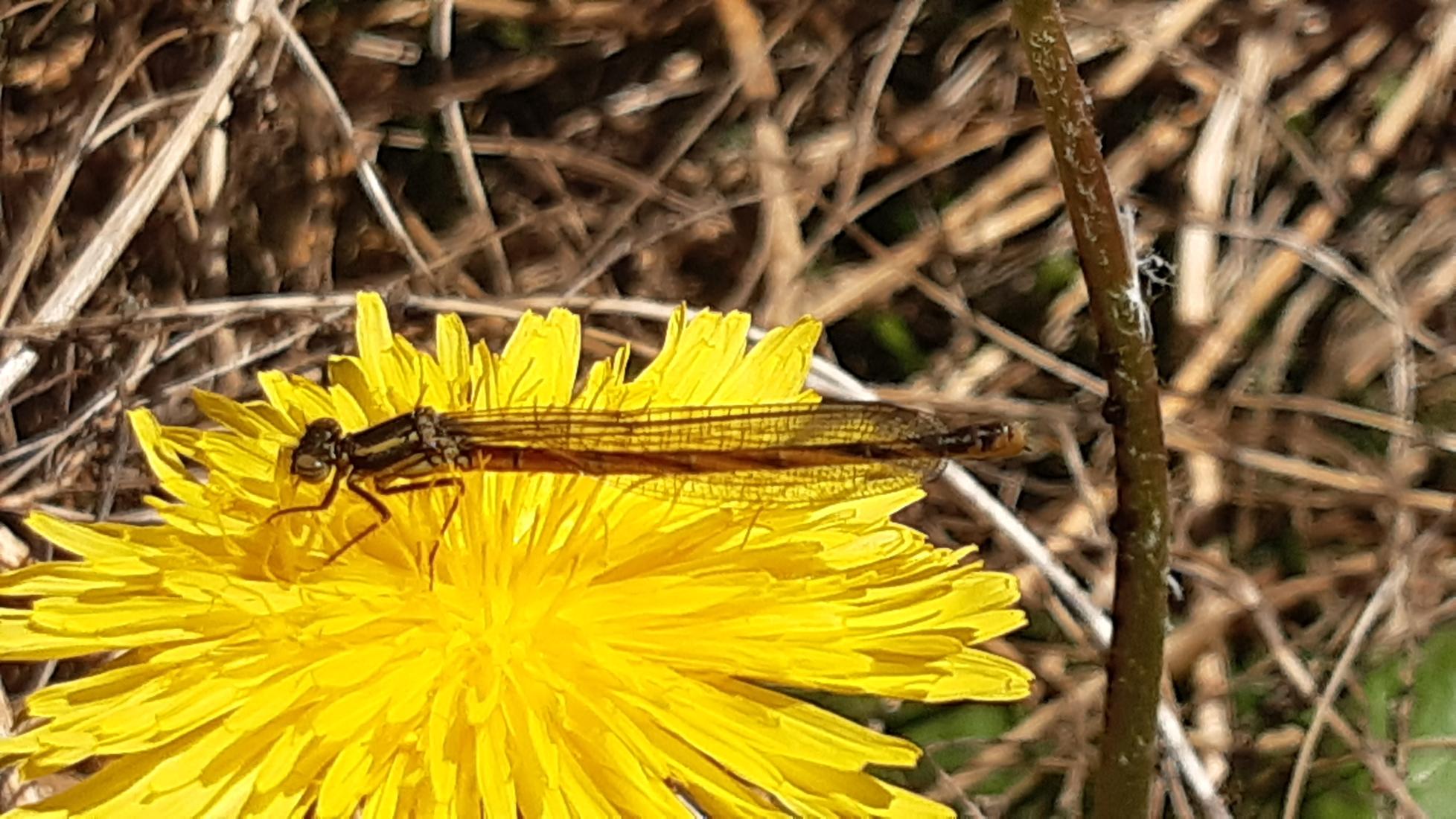 Frühe Adonislibelle