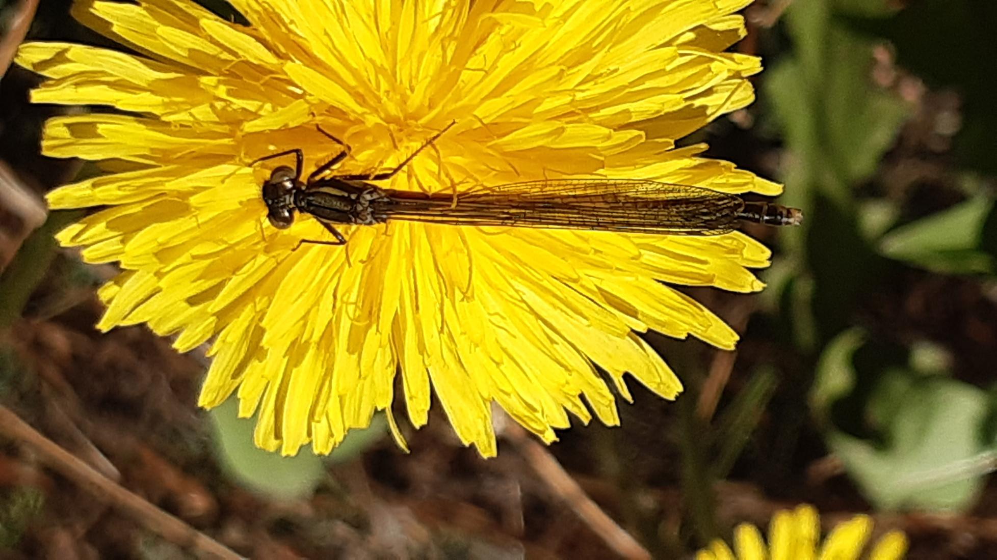 Frühe Adonislibelle