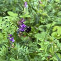 Bombus humilis/ muscorum/ pascuorum-Gruppe