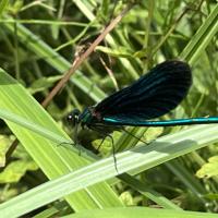 Blauflügel Prachtlibelle Calopterix