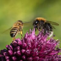 Baumhummel und Honigbiene
