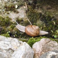 Weinbergschnecke