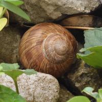 Weinbergschnecke