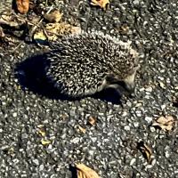 Igel