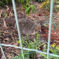 Igel