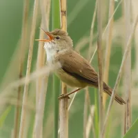 Teichrohrsänger