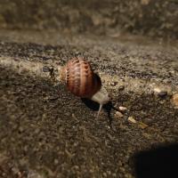 Gefleckte Weinbergschnecke