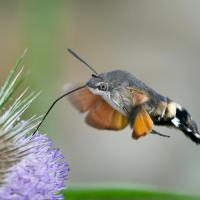 Taubenschwänzchen