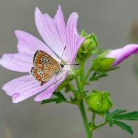 Kleiner Sonnenröschenbläuling