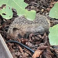 Igel