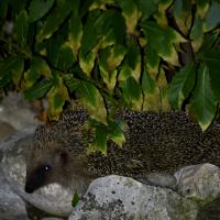 Igel