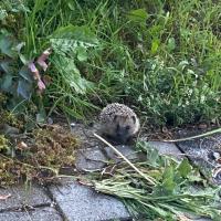 Igel (Erinaceus sp.)