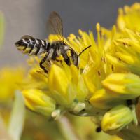 Megachile rotundata