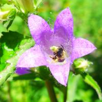 Glockenblumen-Scherenbienen
