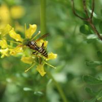 Zierliche Feldwespe